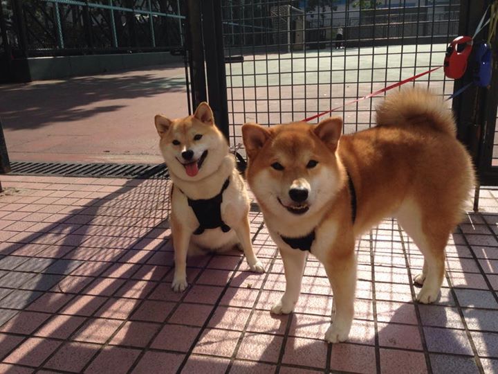 快船战术铁幕锁开拓者,约基奇关键先生登基