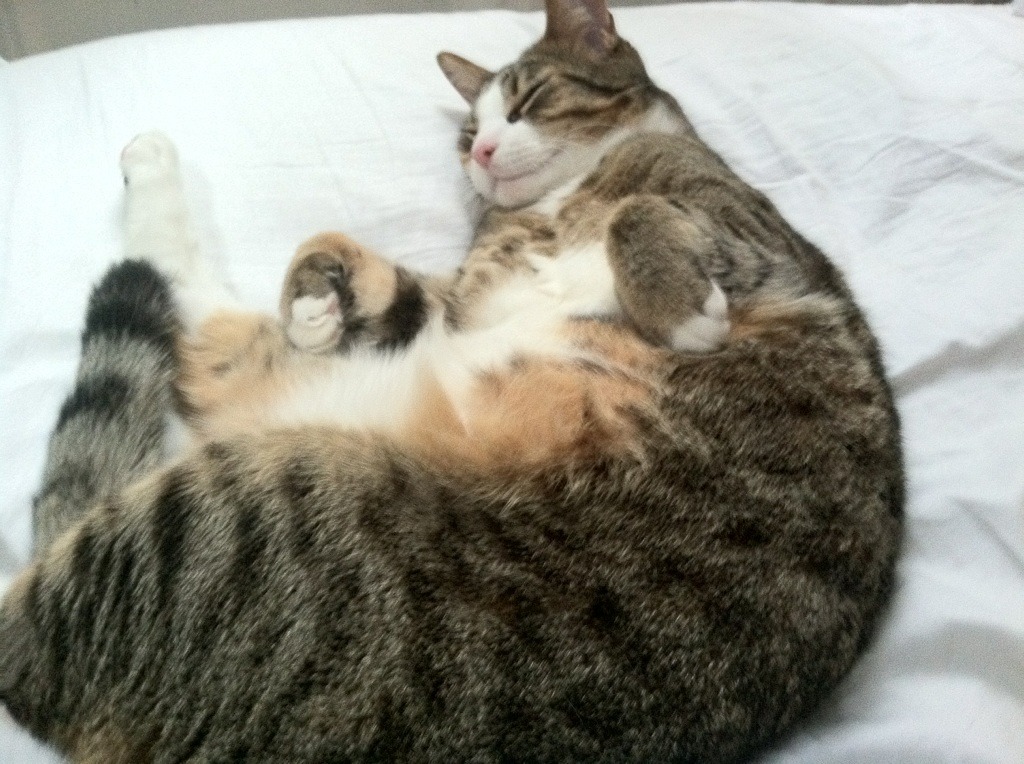 摩纳哥全面压制埃及，奥利维耶成为关键先生